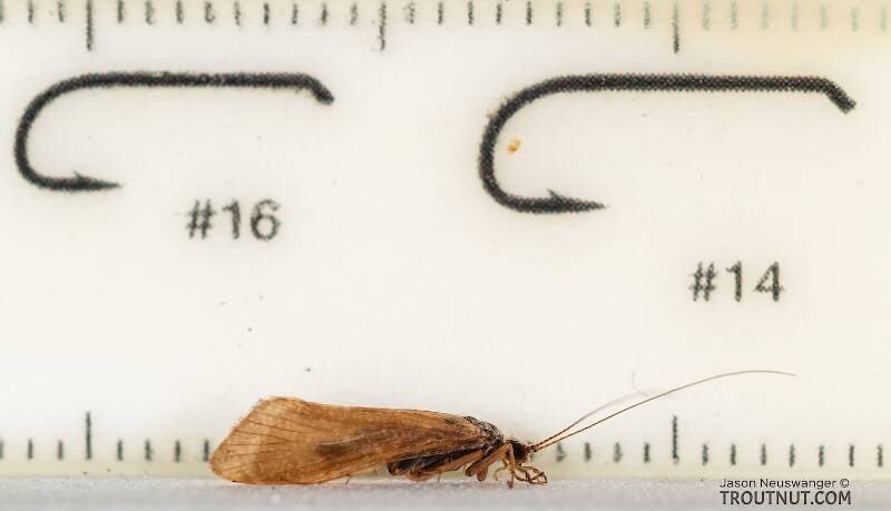 Ruler view of a Male Hydropsychidae Caddisfly Adult from the Ruby River in Montana The smallest ruler marks are 1 mm.
