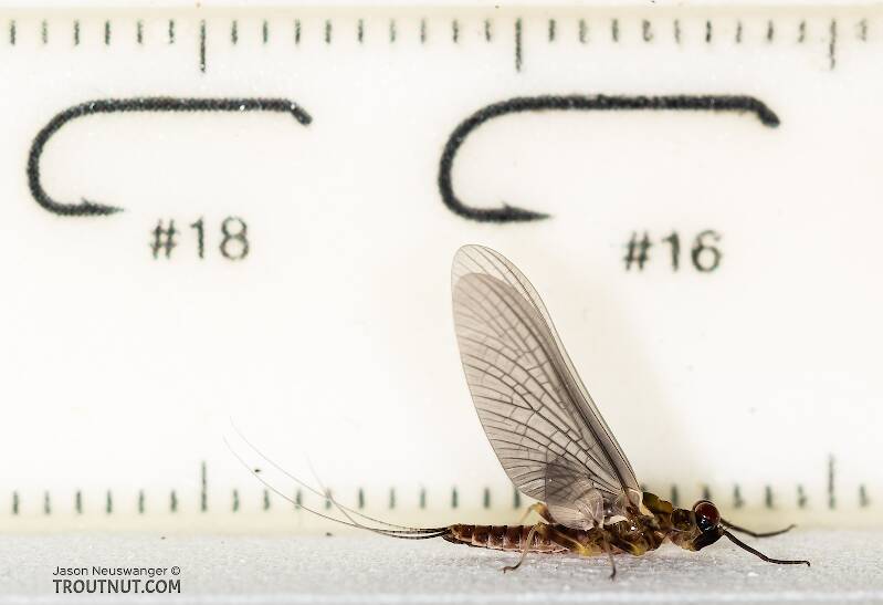 Ruler view of a Male Ephemerella tibialis (Ephemerellidae) (Little Western Dark Hendrickson) Mayfly Dun from Rock Creek in Montana The smallest ruler marks are 1 mm.