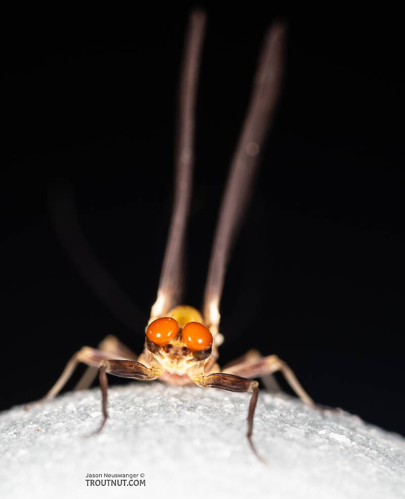 Male Ephemerella tibialis (Ephemerellidae) (Little Western Dark Hendrickson) Mayfly Dun from Rock Creek in Montana