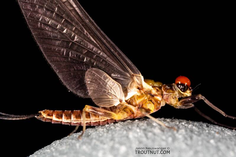 Male Ephemerella tibialis (Ephemerellidae) (Little Western Dark Hendrickson) Mayfly Dun from Rock Creek in Montana