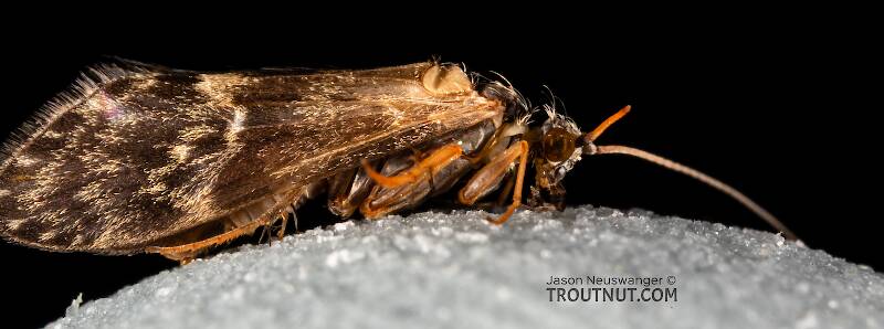 Male Glossosoma alascense (Glossosomatidae) (Saddle-case Maker) Caddisfly Adult from Rock Creek in Montana