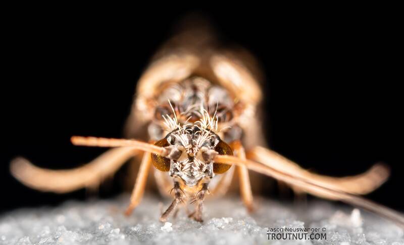 Male Glossosoma alascense (Glossosomatidae) (Saddle-case Maker) Caddisfly Adult from Rock Creek in Montana