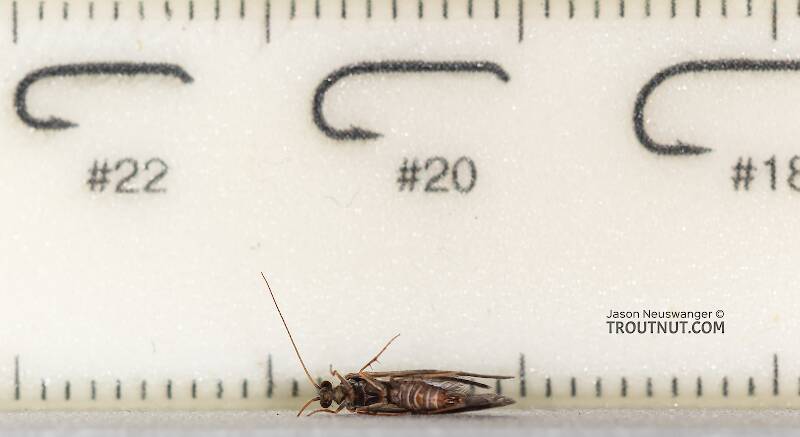 Ruler view of a Male Glossosoma alascense (Glossosomatidae) (Saddle-case Maker) Caddisfly Adult from Rock Creek in Montana The smallest ruler marks are 1 mm.