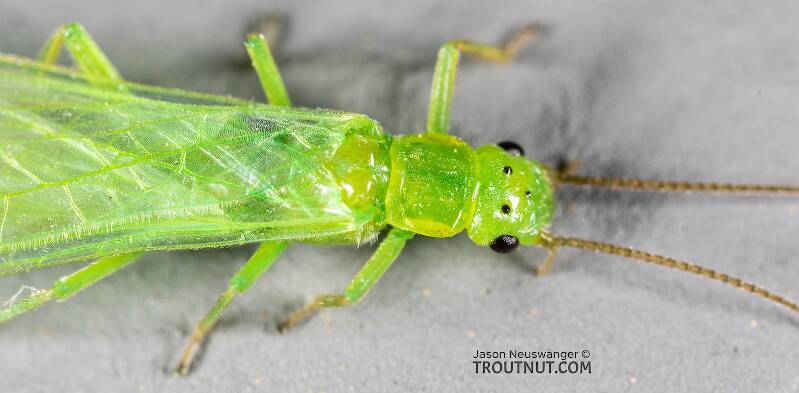 Alloperla (Chloroperlidae) (Sallfly) Stonefly Adult from Rock Creek in Montana