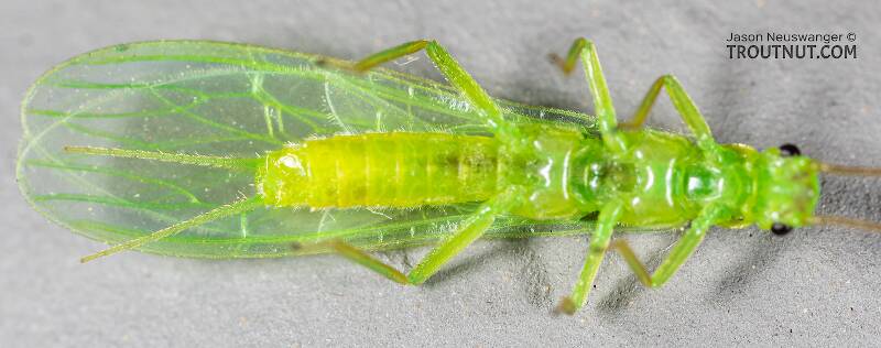 Ventral view of a Alloperla (Chloroperlidae) (Sallfly) Stonefly Adult from Rock Creek in Montana
