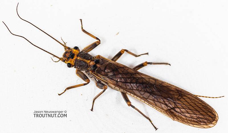 Male Calineuria californica (Perlidae) (Golden Stone) Stonefly Adult from the South Fork Snoqualmie River in Washington