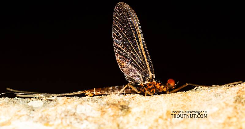 Male Neoleptophlebia heteronea (Leptophlebiidae) (Blue Quill) Mayfly Spinner from the Madison River in Montana