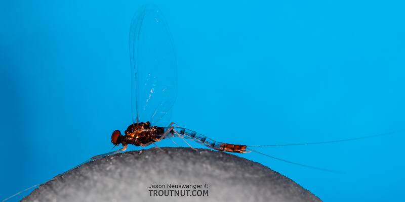 Male Paraleptophlebia sculleni (Leptophlebiidae) Mayfly Spinner from Mystery Creek #249 in Washington