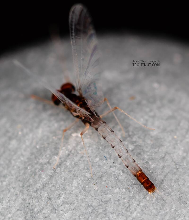 Male Paraleptophlebia sculleni (Leptophlebiidae) Mayfly Spinner from Mystery Creek #249 in Washington