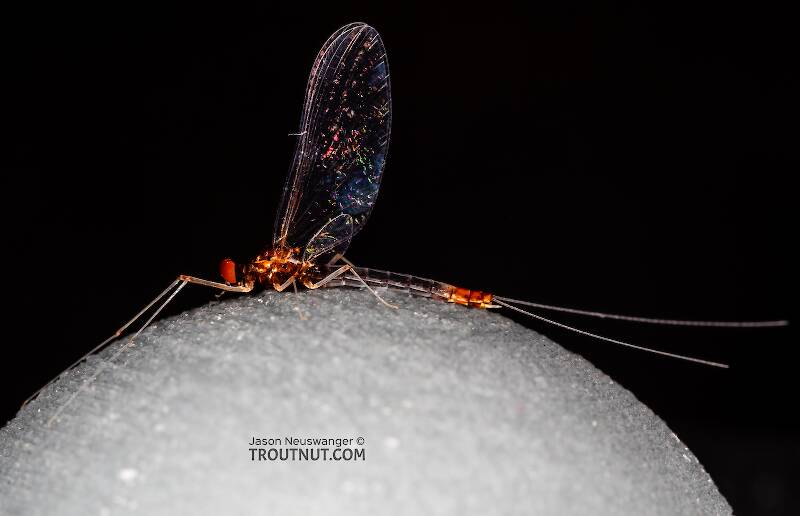 Lateral view of a Male Paraleptophlebia sculleni (Leptophlebiidae) Mayfly Spinner from Mystery Creek #249 in Washington