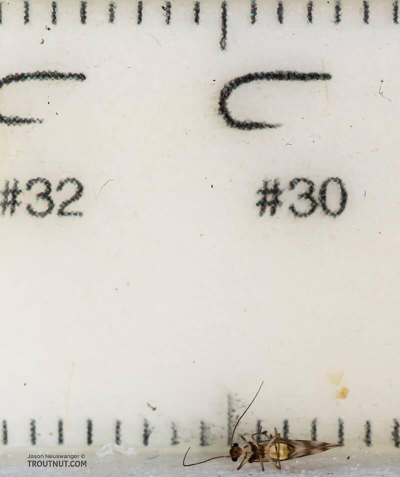 Ruler view of a Psocodea Insect Adult from Mystery Creek #249 in Washington The smallest ruler marks are 1 mm.