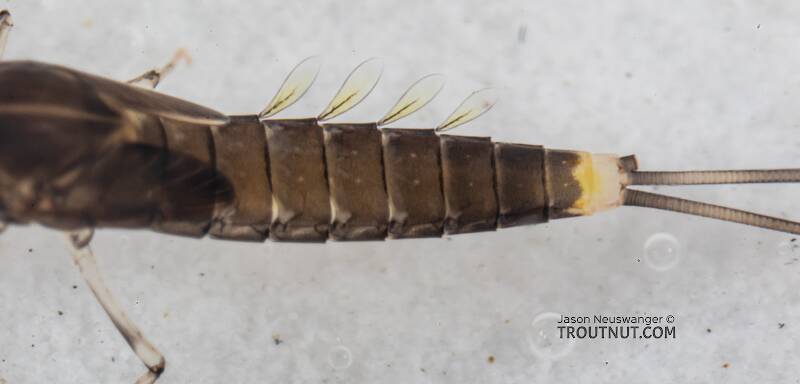 This specimen is missing one of its cerci (tails) and all the gills on the left side, but I didn't have a more intact one available.

Diphetor hageni (Baetidae) (Little Blue-Winged Olive) Mayfly Nymph from Mystery Creek #249 in Washington