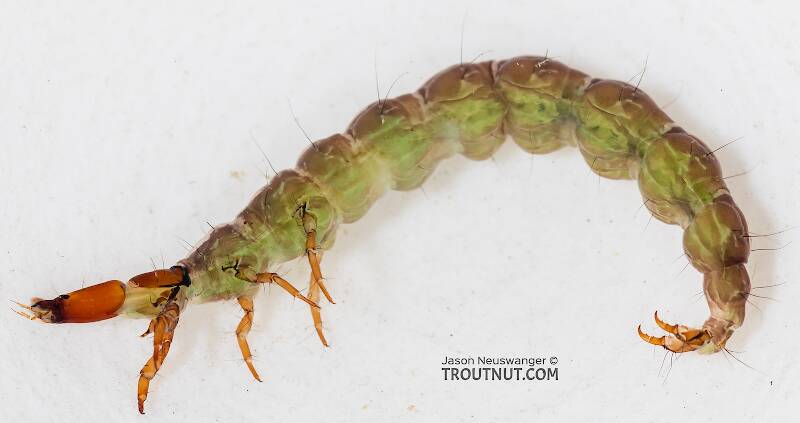 Lateral view of a Rhyacophila (Rhyacophilidae) (Green Sedge) Caddisfly Larva from Mystery Creek #249 in Washington