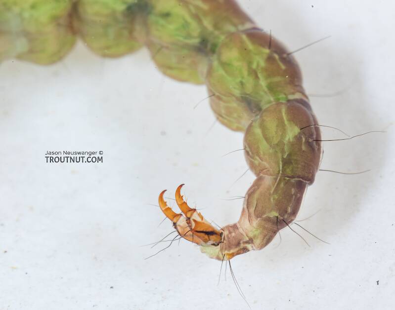 Rhyacophila (Rhyacophilidae) (Green Sedge) Caddisfly Larva from Mystery Creek #249 in Washington
