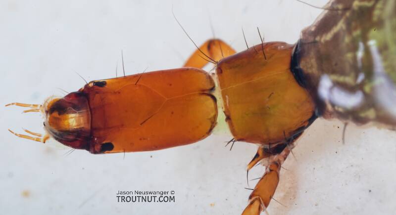 Rhyacophila (Rhyacophilidae) (Green Sedge) Caddisfly Larva from Mystery Creek #249 in Washington