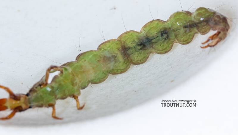 Ventral view of a Rhyacophila (Rhyacophilidae) (Green Sedge) Caddisfly Larva from Mystery Creek #249 in Washington