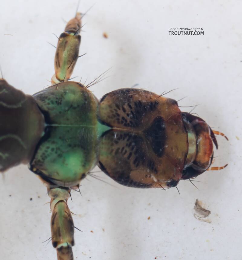 Rhyacophila vocala (Rhyacophilidae) (Green Sedge) Caddisfly Larva from Mystery Creek #249 in Washington