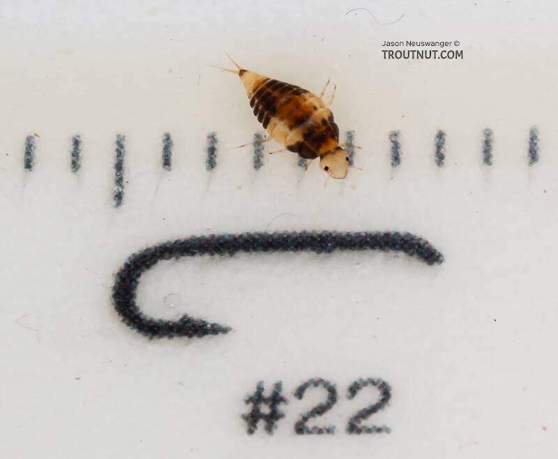 Ruler view of a Coleoptera (Beetle) Insect Larva from Mystery Creek #249 in Washington The smallest ruler marks are 1 mm.