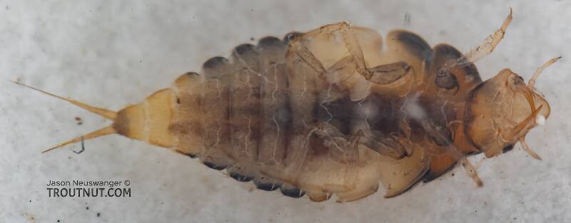 Ventral view of a Coleoptera (Beetle) Insect Larva from Mystery Creek #249 in Washington