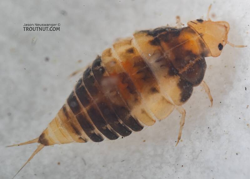 Dorsal view of a Coleoptera (Beetle) Insect Larva from Mystery Creek #249 in Washington