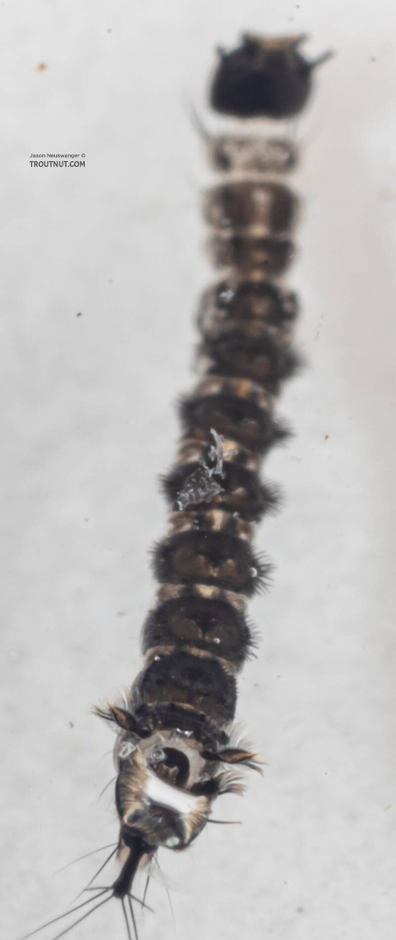 Dixa (Dixidae) True Fly Larva from Mystery Creek #249 in Washington
