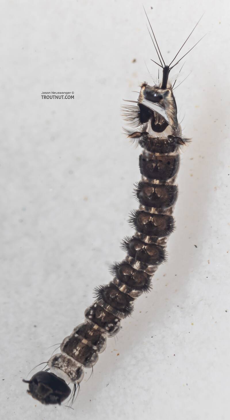 Dixa (Dixidae) True Fly Larva from Mystery Creek #249 in Washington