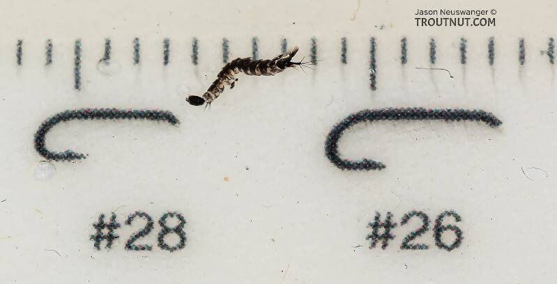 Ruler view of a Dixa (Dixidae) True Fly Larva from Mystery Creek #249 in Washington The smallest ruler marks are 1 mm.