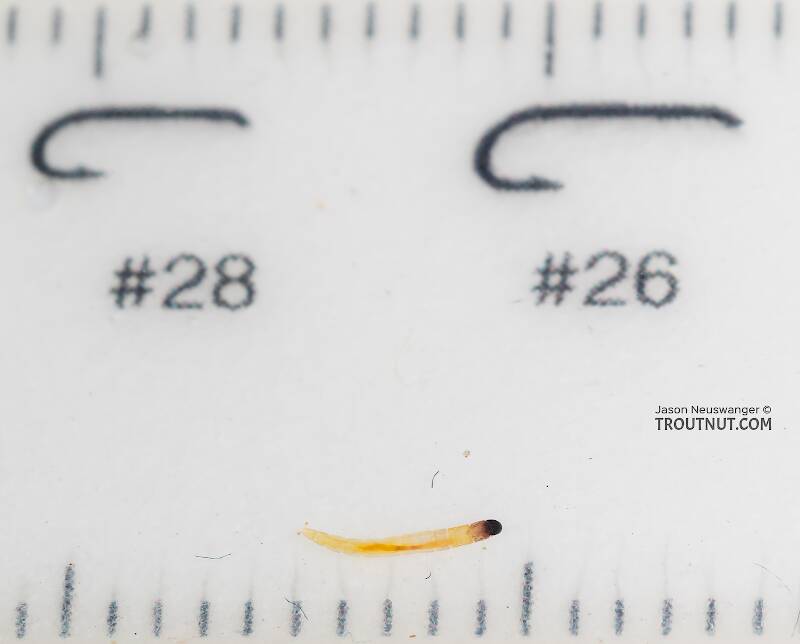 Ruler view of a Chironomidae (Midge) True Fly Larva from Mystery Creek #249 in Washington The smallest ruler marks are 1 mm.