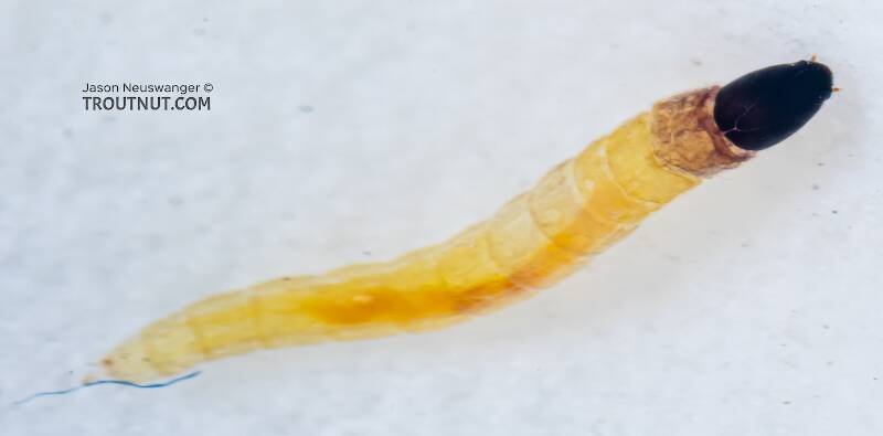 Dorsal view of a Chironomidae (Midge) True Fly Larva from Mystery Creek #249 in Washington