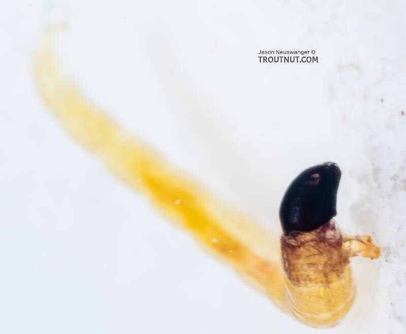 Chironomidae (Midge) True Fly Larva from Mystery Creek #249 in Washington