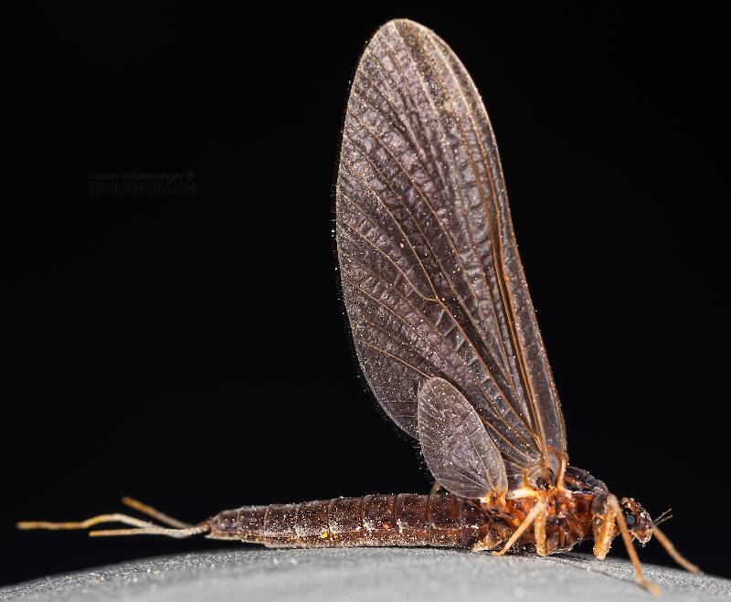 Lateral view of a Female Paraleptophlebia (Leptophlebiidae) (Blue Quill) Mayfly Dun from Mystery Creek #250 in Washington