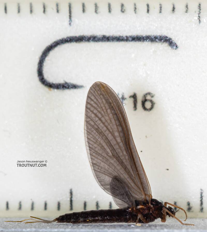Ruler view of a Female Paraleptophlebia (Leptophlebiidae) (Blue Quill) Mayfly Dun from Mystery Creek #250 in Washington The smallest ruler marks are 1 mm.