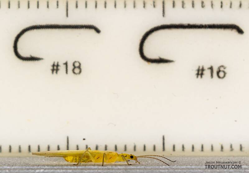 Ruler view of a Female Suwallia pallidula (Chloroperlidae) (Sallfly) Stonefly Adult from Mystery Creek #199 in Washington The smallest ruler marks are 1 mm.