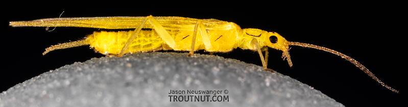 Lateral view of a Female Suwallia pallidula (Chloroperlidae) (Sallfly) Stonefly Adult from Mystery Creek #199 in Washington