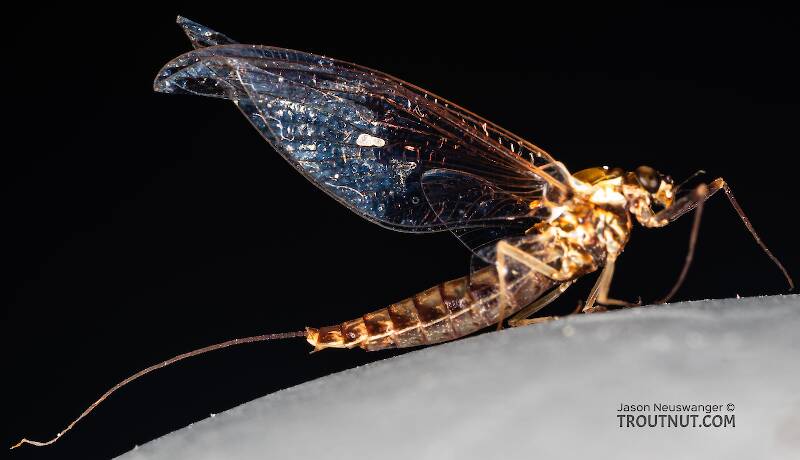 Lateral view of a Female Ameletus (Ameletidae) (Brown Dun) Mayfly Spinner from Mystery Creek #199 in Washington