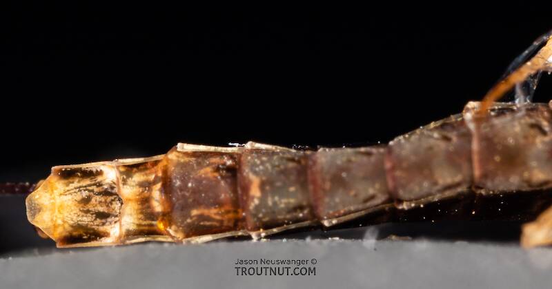 Female Ameletus (Ameletidae) (Brown Dun) Mayfly Spinner from Mystery Creek #199 in Washington