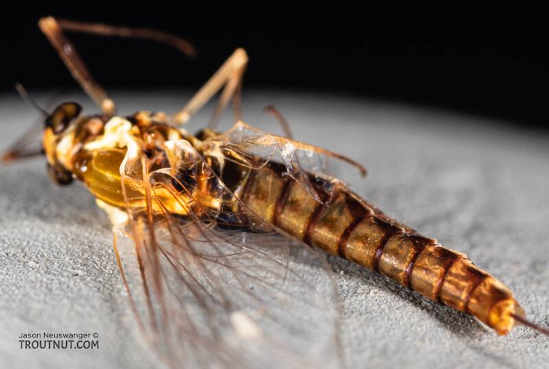 Dorsal view of a Female Ameletus (Ameletidae) (Brown Dun) Mayfly Spinner from Mystery Creek #199 in Washington