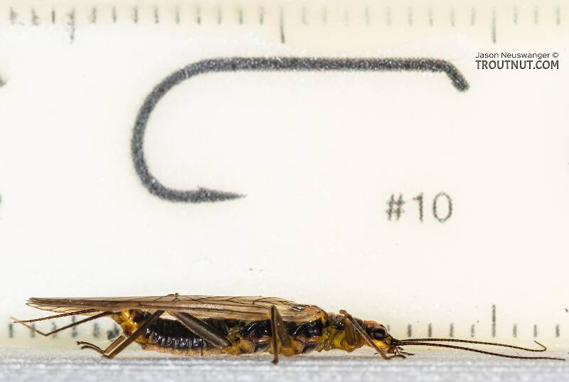 Ruler view of a Female Kogotus nonus (Perlodidae) (Smooth Springfly) Stonefly Adult from Mystery Creek #199 in Washington The smallest ruler marks are 1 mm.