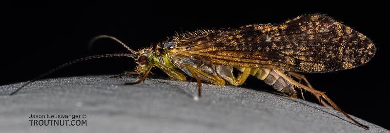 Lateral view of a Rhyacophila (Rhyacophilidae) (Green Sedge) Caddisfly Adult from Mystery Creek #199 in Washington
