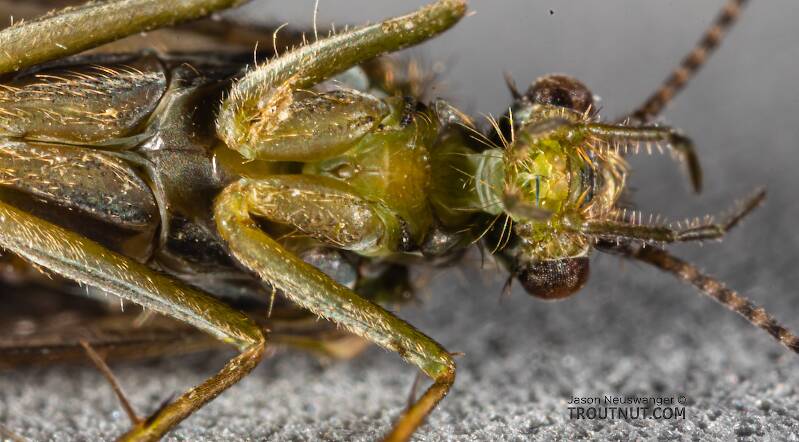 Rhyacophila (Rhyacophilidae) (Green Sedge) Caddisfly Adult from Mystery Creek #199 in Washington