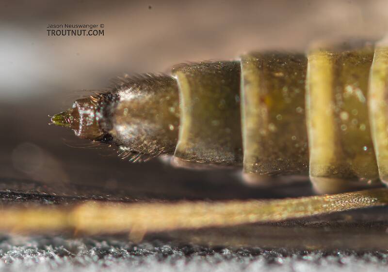 Rhyacophila (Rhyacophilidae) (Green Sedge) Caddisfly Adult from Mystery Creek #199 in Washington