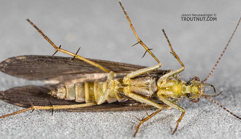 Ventral view of a Rhyacophila (Rhyacophilidae) (Green Sedge) Caddisfly Adult from Mystery Creek #199 in Washington