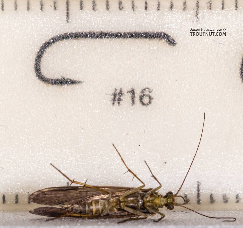 Ruler view of a Rhyacophila (Rhyacophilidae) (Green Sedge) Caddisfly Adult from Mystery Creek #199 in Washington The smallest ruler marks are 1 mm.