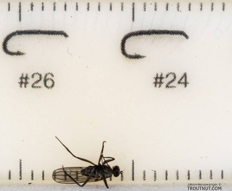 Ruler view of a Dolichopodidae True Fly Adult from Mystery Creek #199 in Washington The smallest ruler marks are 1 mm.