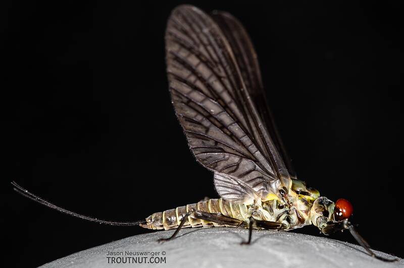 Lateral view of a Male Drunella coloradensis (Ephemerellidae) (Small Western Green Drake) Mayfly Dun from Mystery Creek #199 in Washington