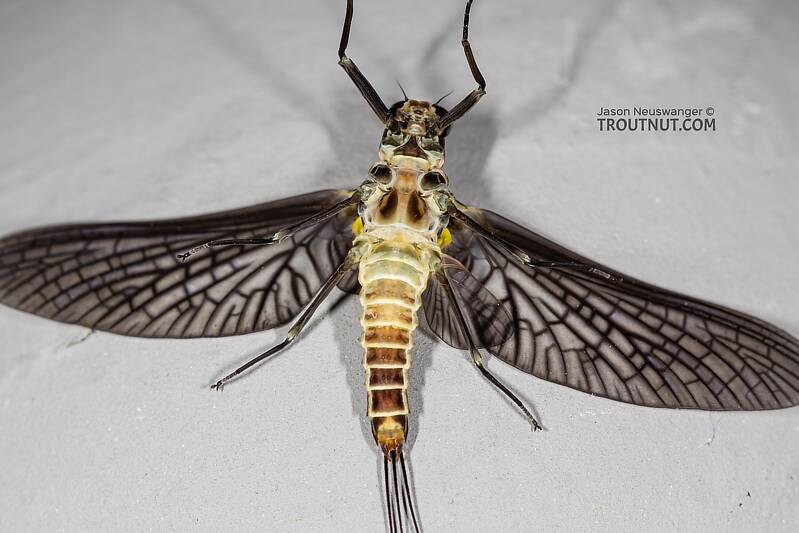 Ventral view of a Male Drunella coloradensis (Ephemerellidae) (Small Western Green Drake) Mayfly Dun from Mystery Creek #199 in Washington