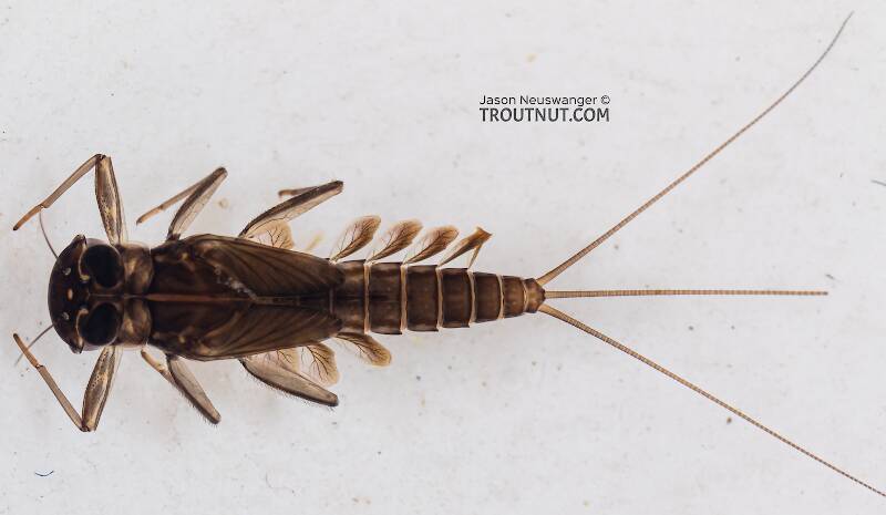 Dorsal view of a Cinygmula (Heptageniidae) (Dark Red Quill) Mayfly Nymph from Mystery Creek #199 in Washington