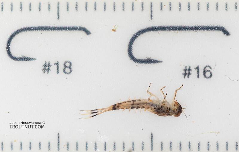 Ruler view of a Ameletus (Ameletidae) (Brown Dun) Mayfly Nymph from Mystery Creek #199 in Washington The smallest ruler marks are 1 mm.