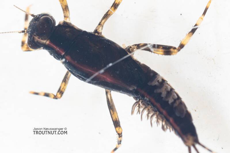 Male Serratella micheneri (Ephemerellidae) (Little Dark Hendrickson) Mayfly Nymph from Mystery Creek #199 in Washington