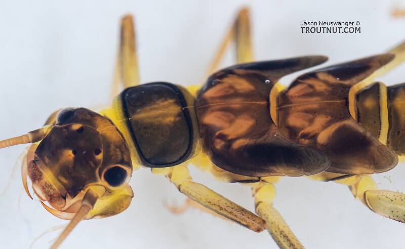 Kogotus nonus (Perlodidae) (Smooth Springfly) Stonefly Nymph from Mystery Creek #199 in Washington